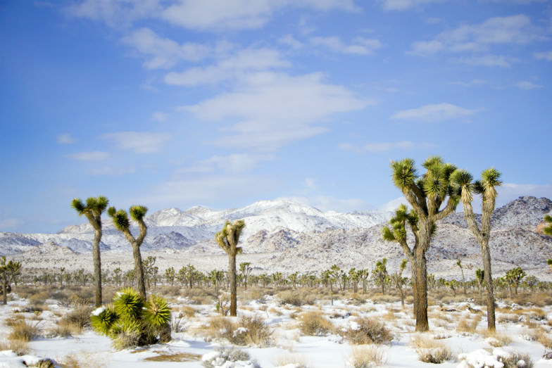 Joshua Tree National Park