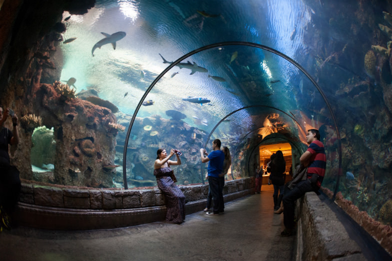 Mandalay Bay Shark Reef Aquarium