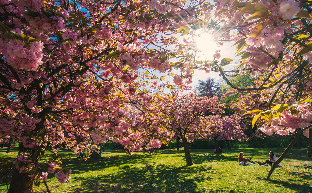 Where to go in Europe this spring? Parc de Sceaux in Paris is best for cherry blossoms.