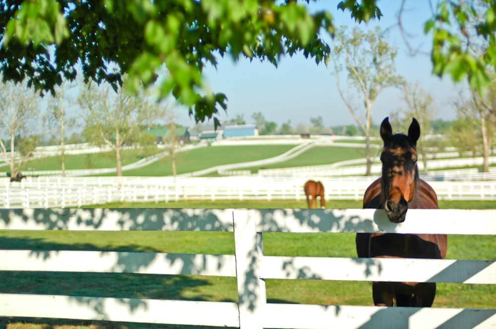 Equine friends at the Kentucky Horse Park 