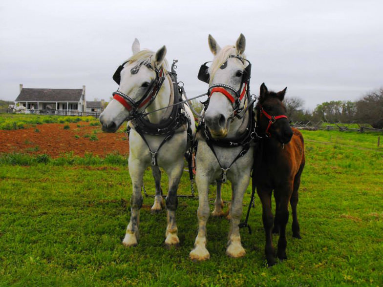 Barrington Living History Farm 