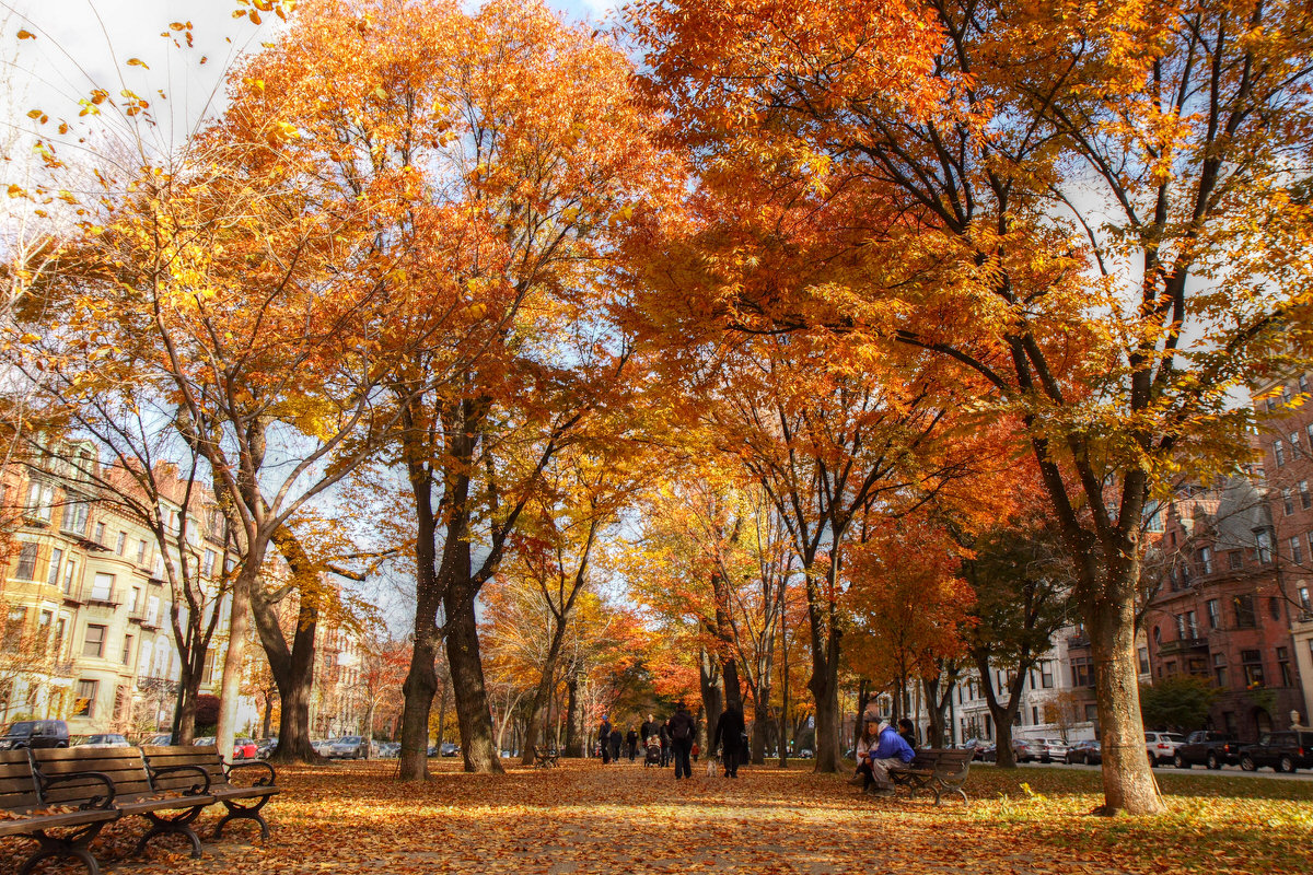 Fall folliage in Boston