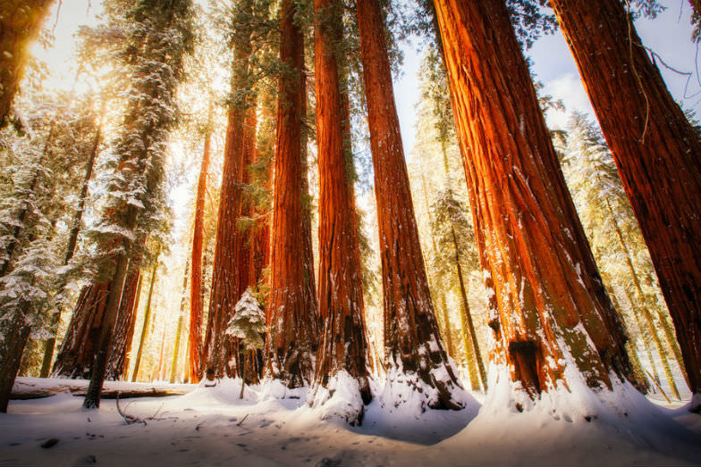 Sequoia National Park in the snow