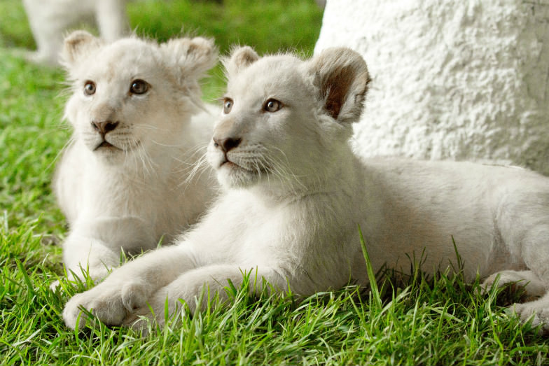 Siegfried and Roy’s Secret Garden and Dolphin Habitat