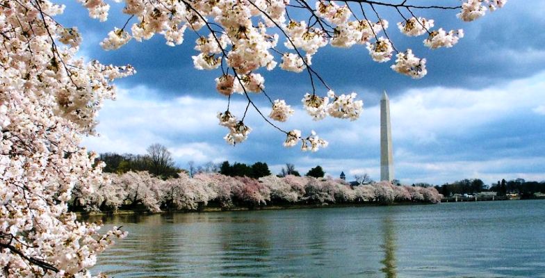 Cherry blossoms in Washington DC