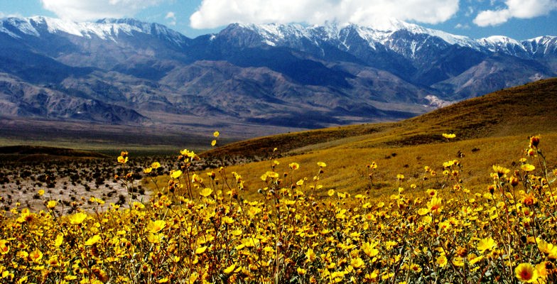 Wildflowers in Death Valley