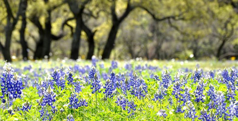 Bluebonnets in the Texas Hill County