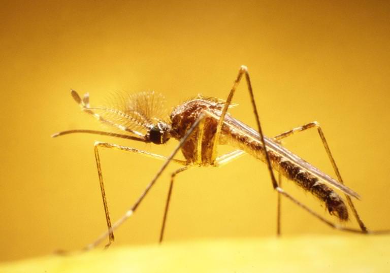 You’ll find mosquitoes in the U.S., Caribbean, and Central and South America.