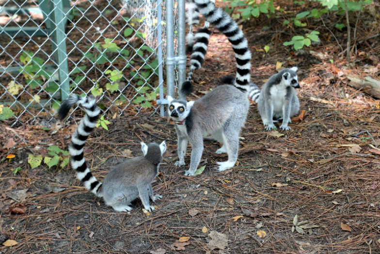 Duke Lemur Center in Durham, North Carolina