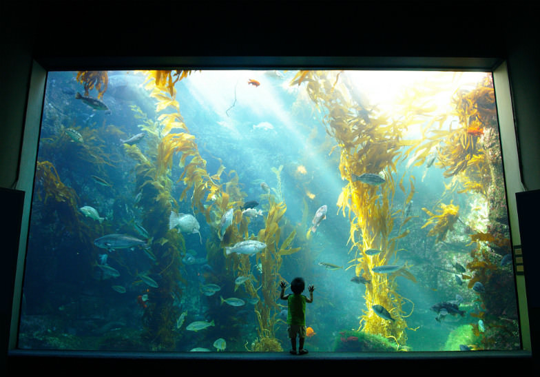 Birch Aquarium in La Jolla, California