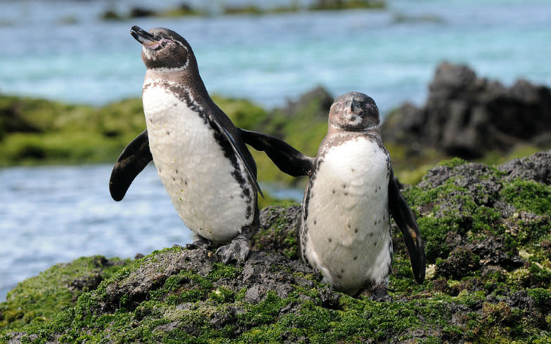 Penguins on Galapagos Island