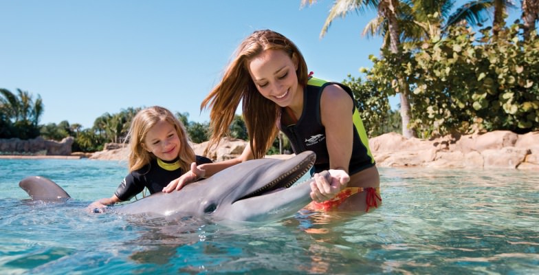 swim with dolphins in Florida