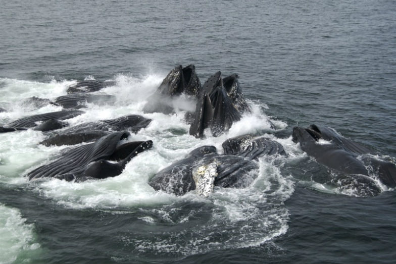 Humpback Whales Feeding in Alaska