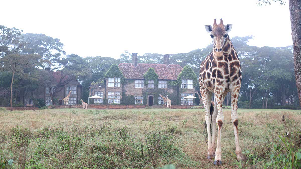 Interact with giraffes without leaving your hotel room at the Giraffe Manor.