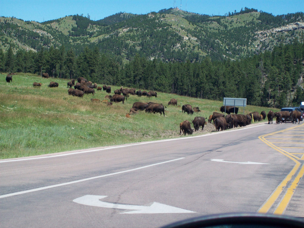 Black Hills, SD 