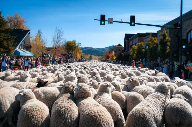 Trailing of the Sheep Festival