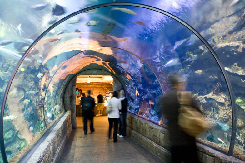 Shark Reef Aquarium