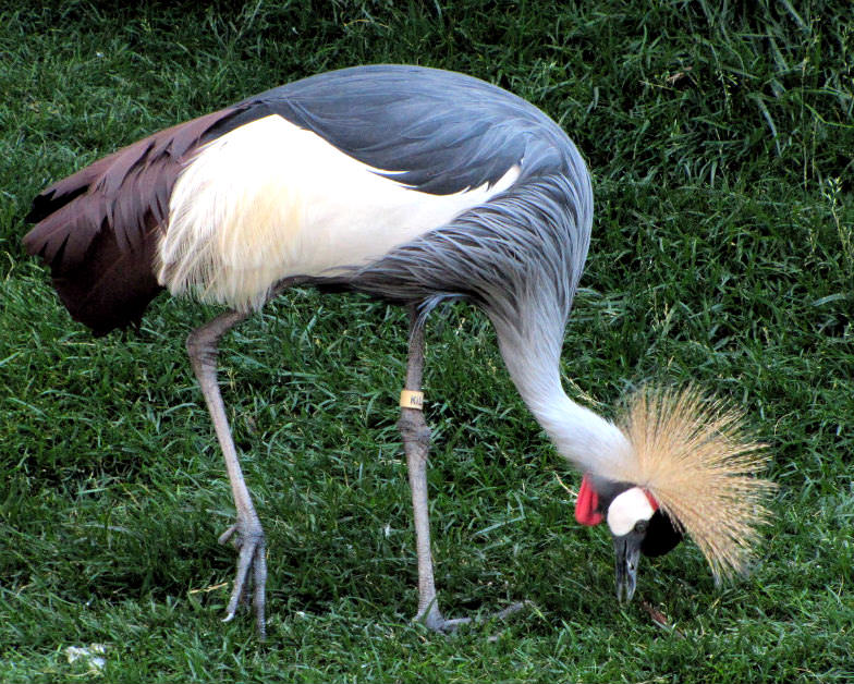 Flamingo Wildlife Habitat