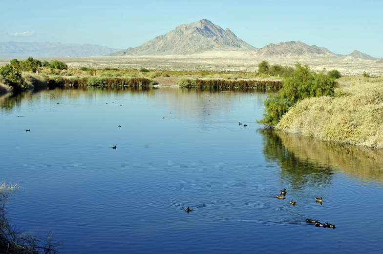 Henderson Bird Preserve in Henderson, Nevada