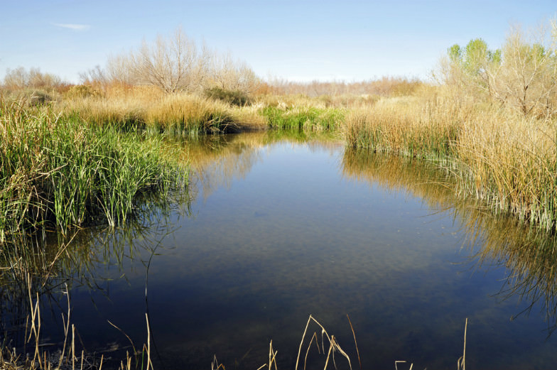 Wetlands Park 