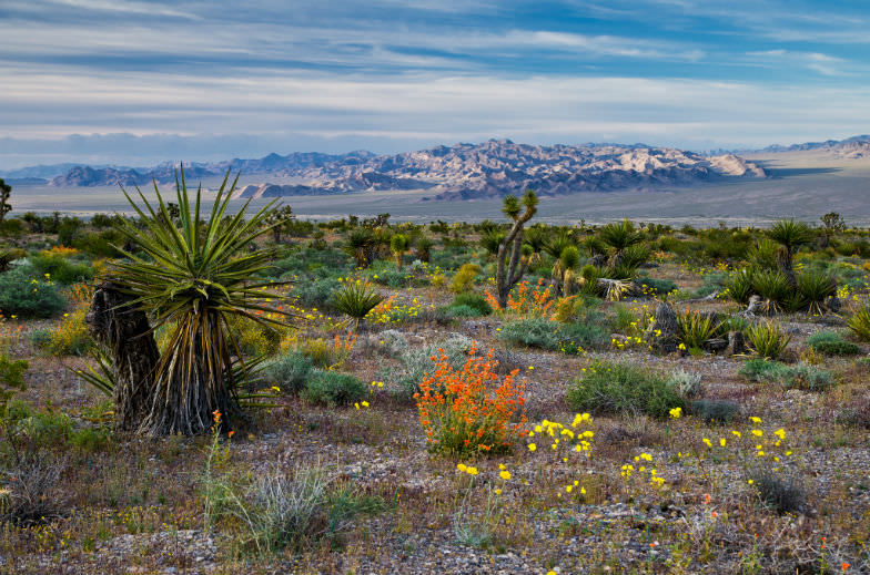 Red Rock Canyon Conservation Area