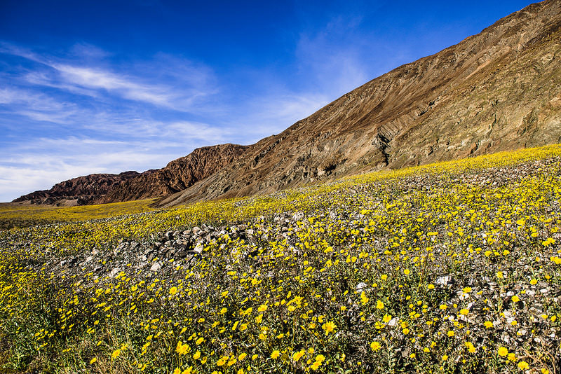 Death Valley is one of the best places to see wildflowers in California with kids. 