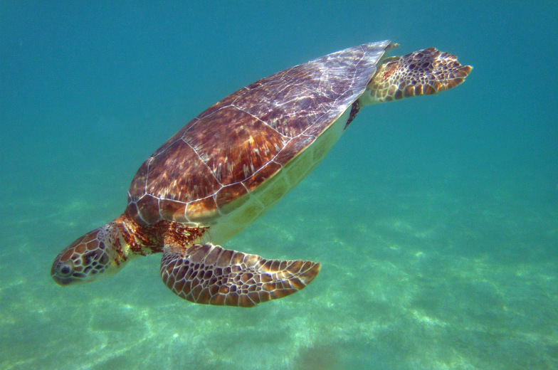 Sea Turtle at Akumal Beach