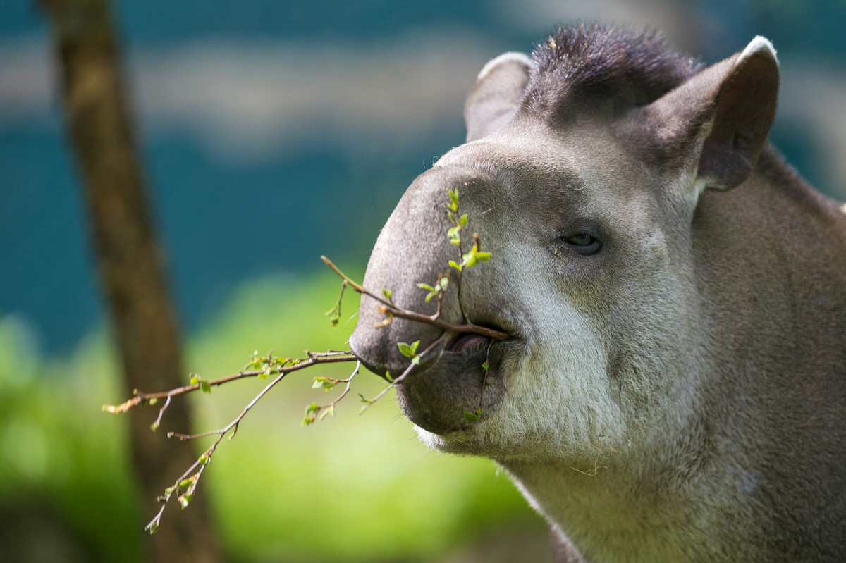 Male tapir at the Dublin Zoo