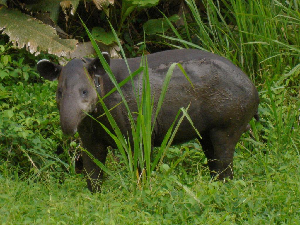 Baird's tapir in Corcovado National Park