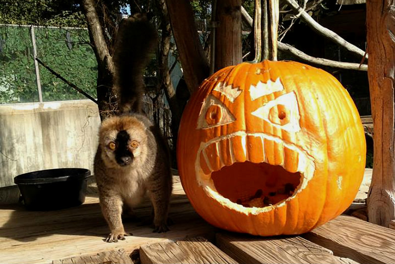 Boo at the Zoo at National Zoo