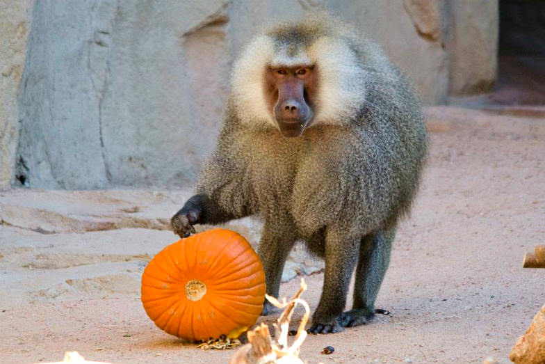 Animals get their treats too at the Phoenix Zoo's Boo! at the Zoo.