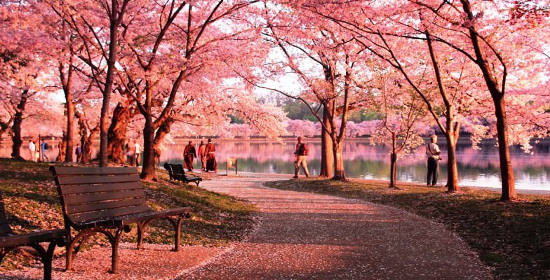 DC cherry blossoms