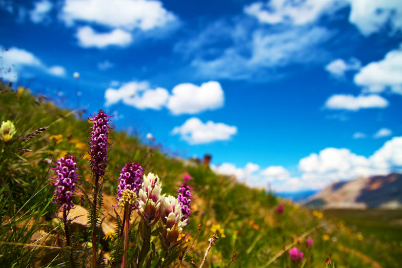 A Summer's Day in the Rockies 