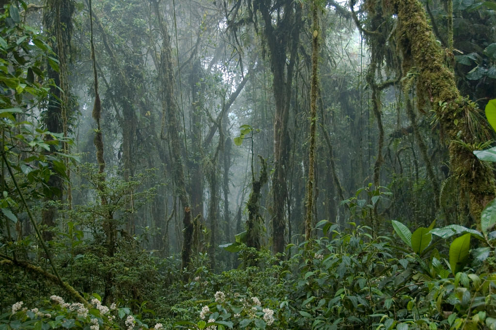 Monteverde Cloud Forest