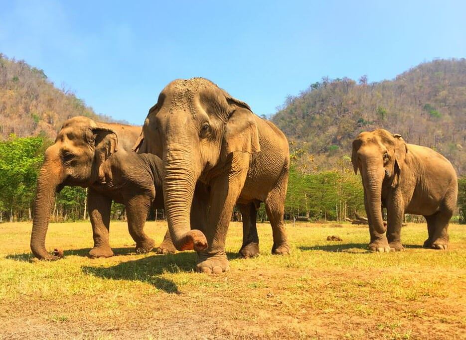 Chiang Mai’s Elephant Nature Park is a great place for exposing the kids to cruelty-free animal interactions.