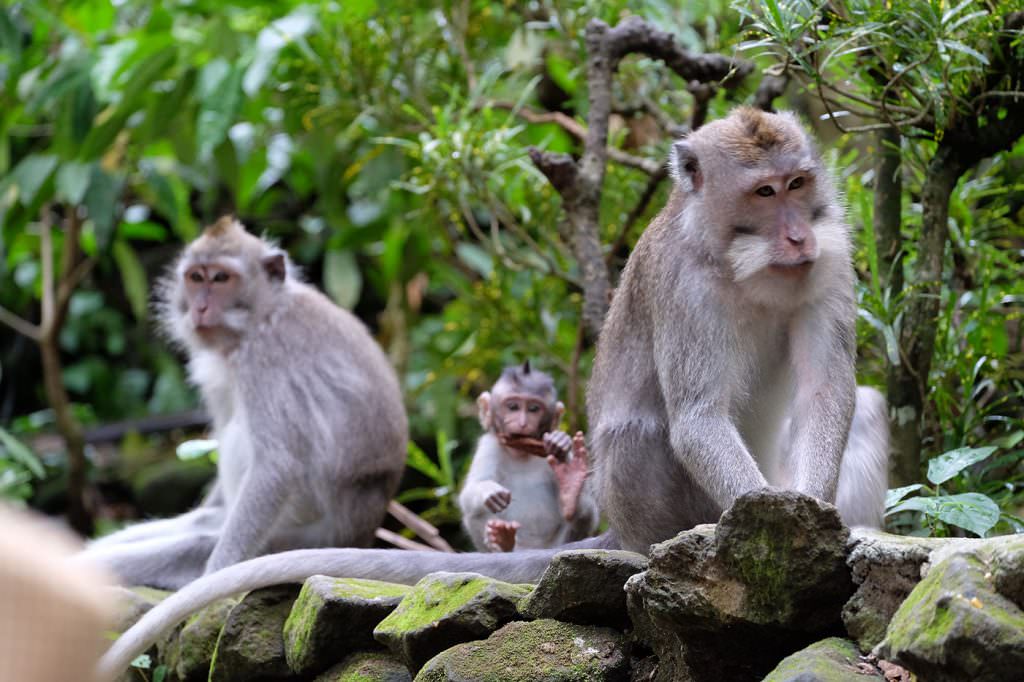 For wildlife attractions for families in Bali, cruelty-free is definitely the way to go.