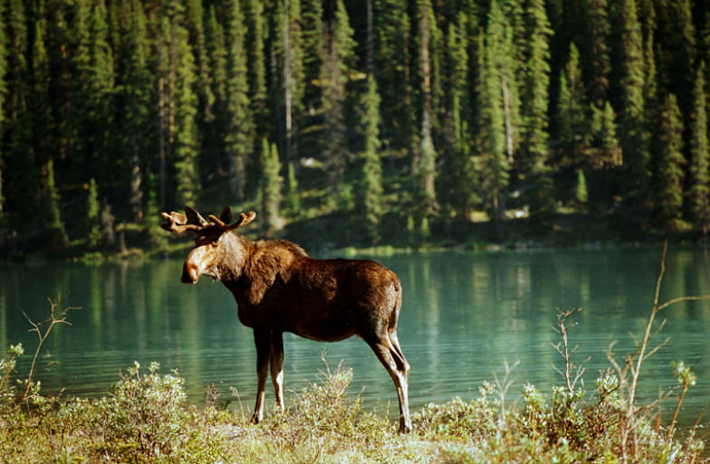 Wildlife at Maligne Lake in Jasper National Park