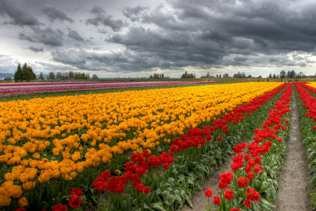 Tulip Festival in Skagit Valley, Washington