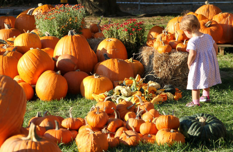 Reconnect with the kids by taking them to some of the best harvest festivals out west.