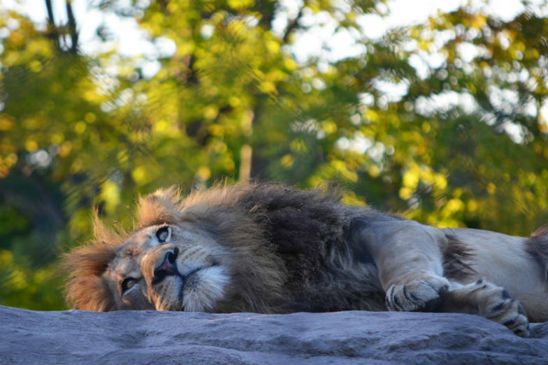 Lion at Seneca Park Zoo