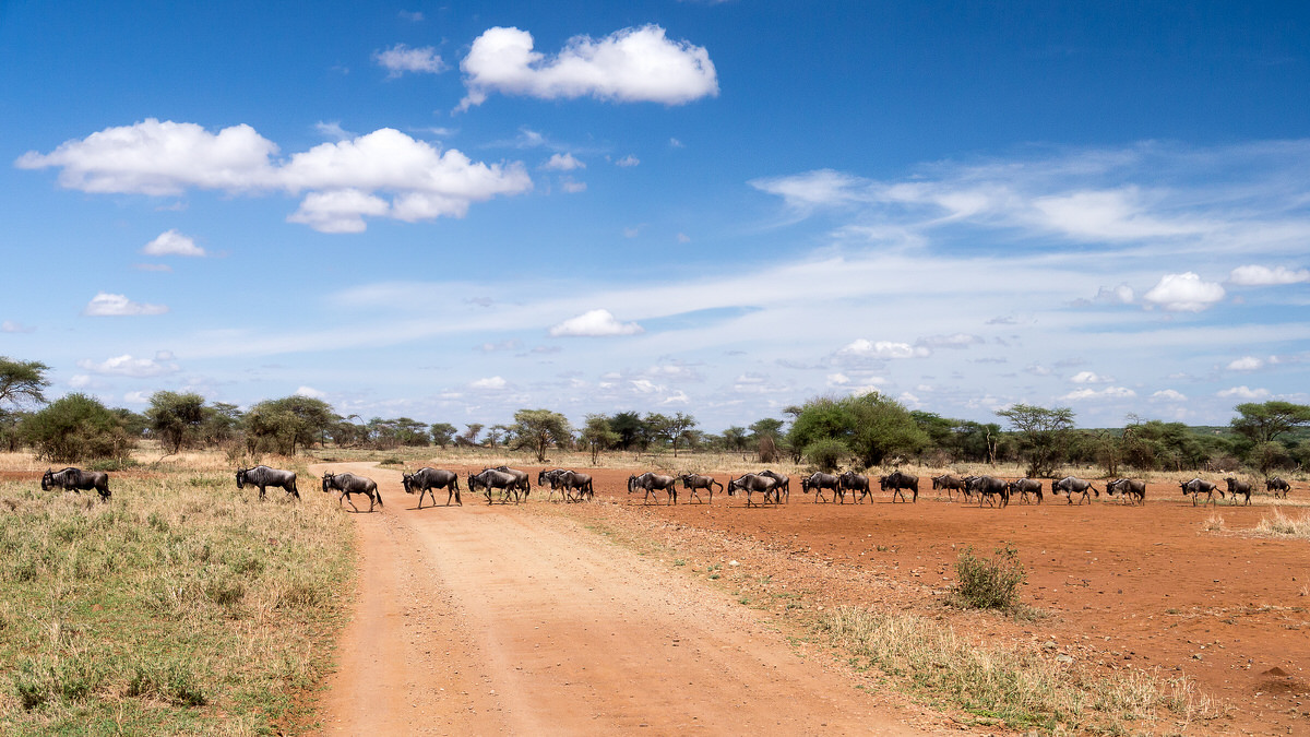 Gnus (Wildebeests) in Serengeti, Tanzania