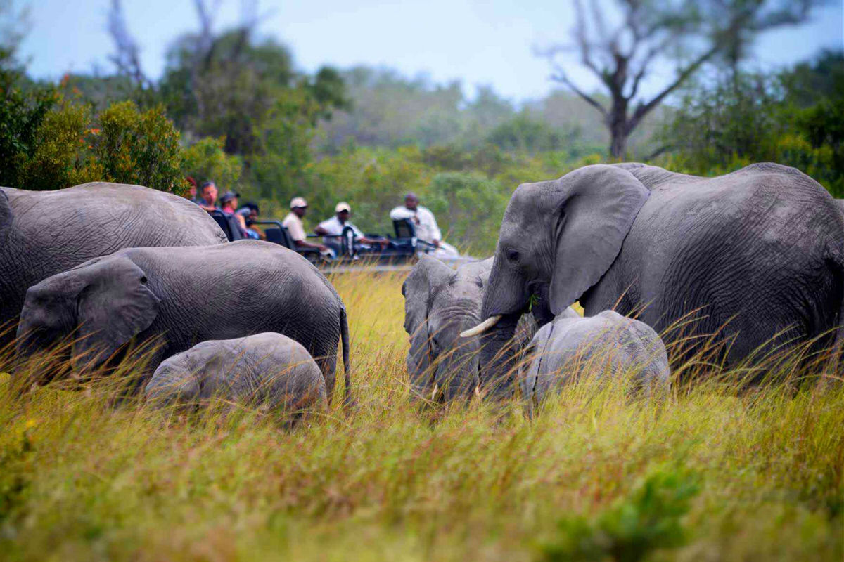 Elephants in Sabi Sands