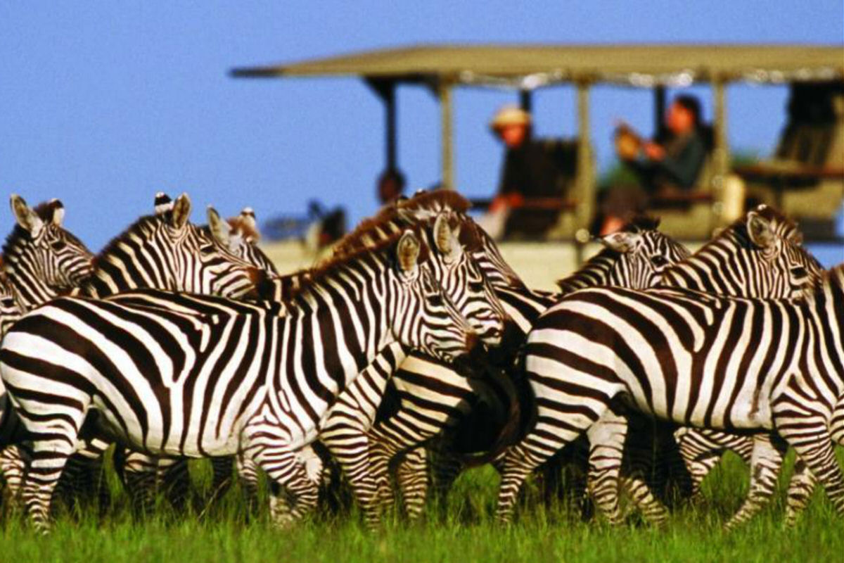 Zebras in Masai Mara