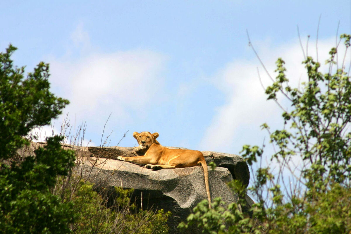 Lioness in the Serengeti