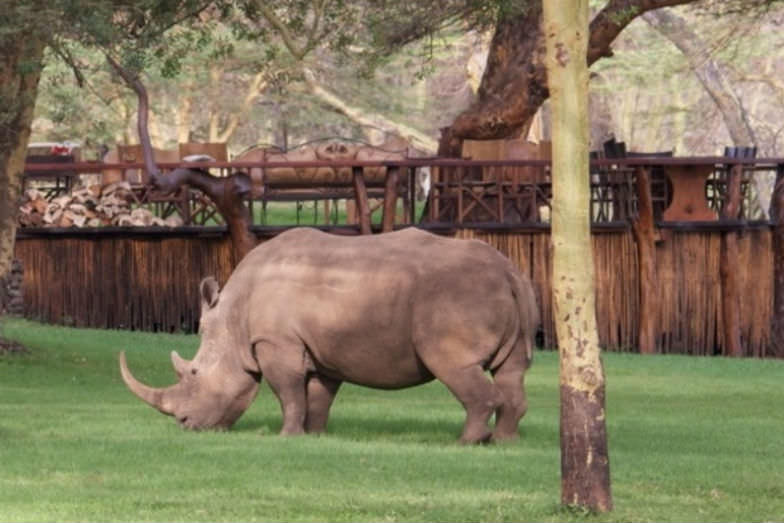 Rhino in Sirikoi