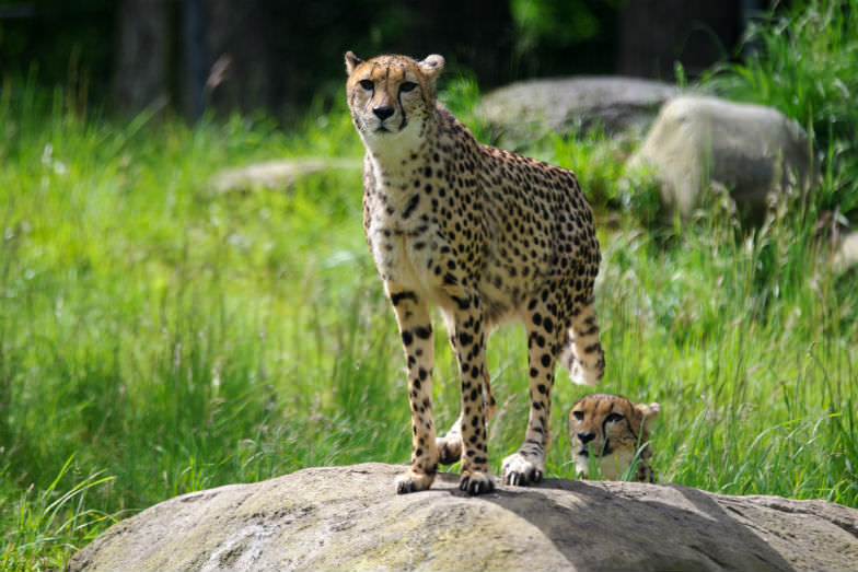 Oregon Zoo in Portland, Oregon