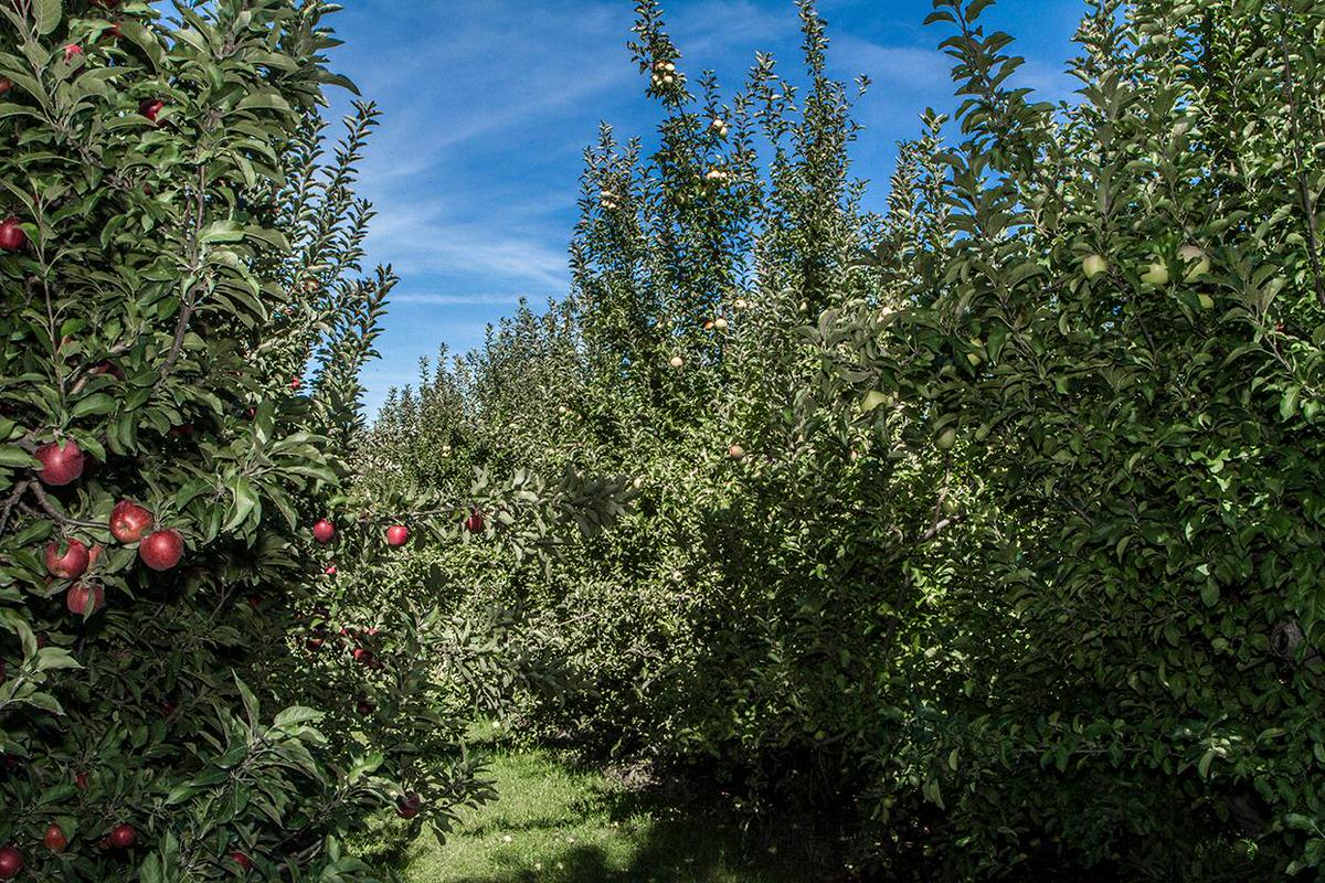 Go apple picking at County Line Orchard