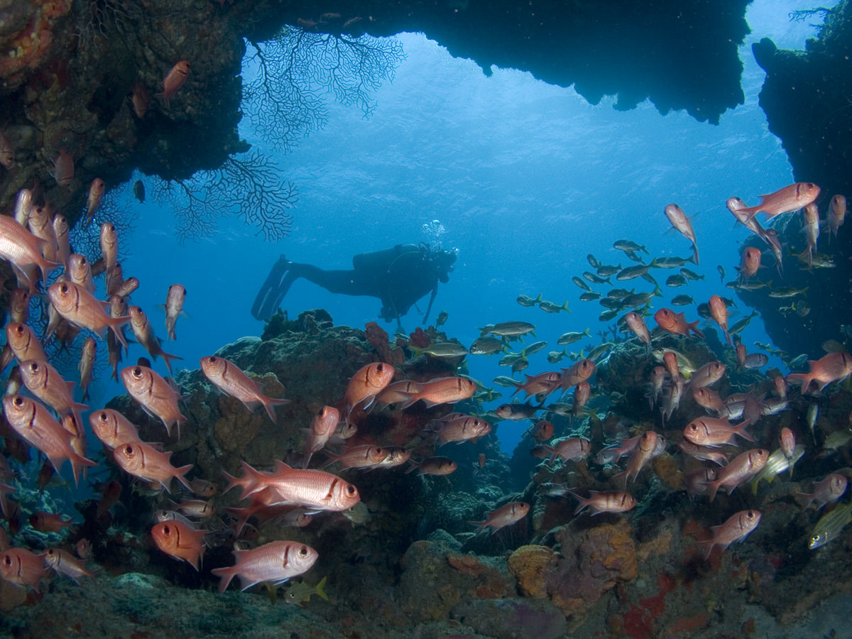 This year, visit Dominica and enjoy its amazing scuba diving opportunities.