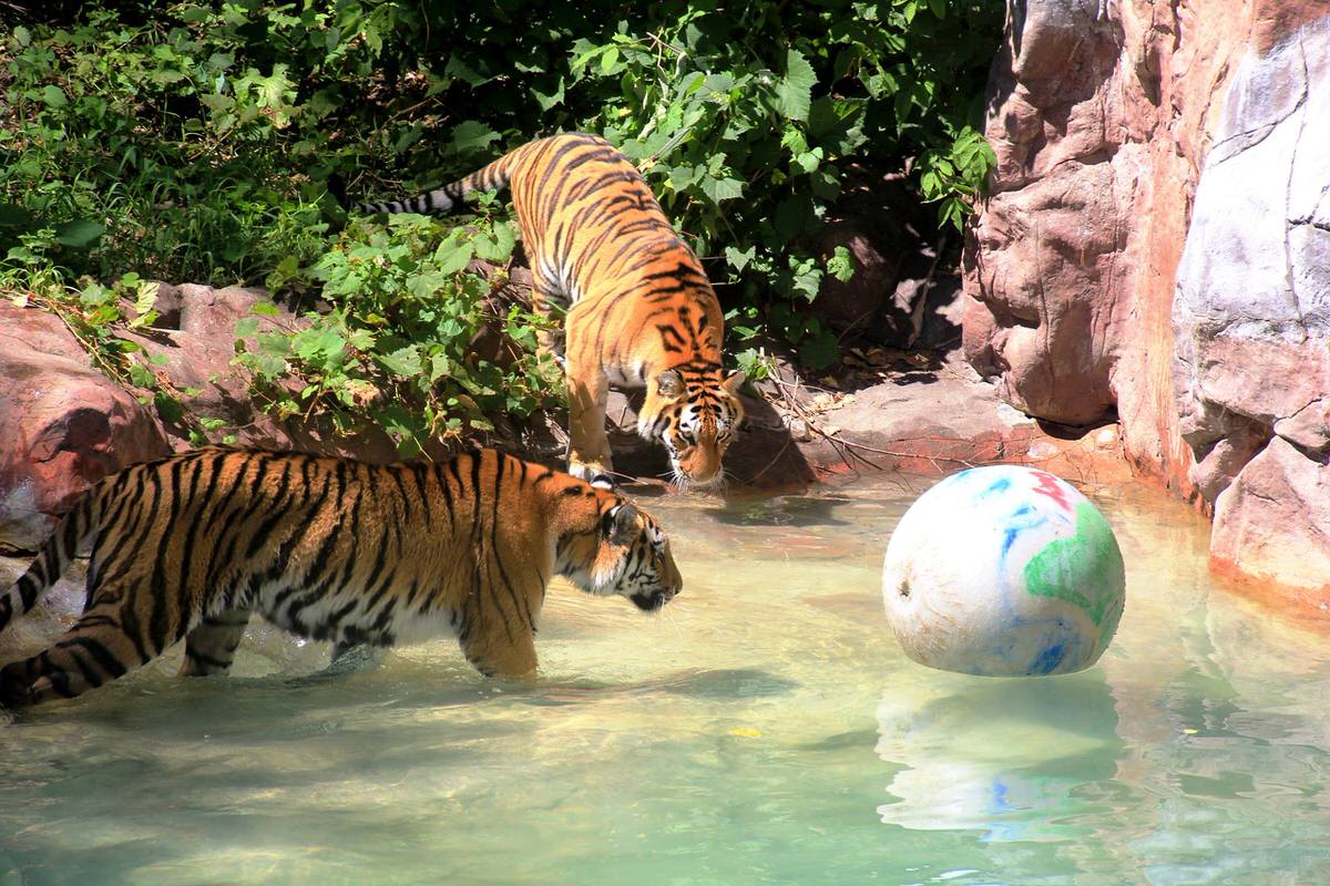 Minnesota Zoo