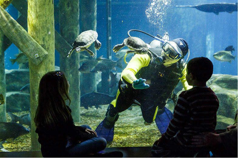 Tennessee Aquarium